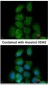 MAPK15 / ERK7 Antibody